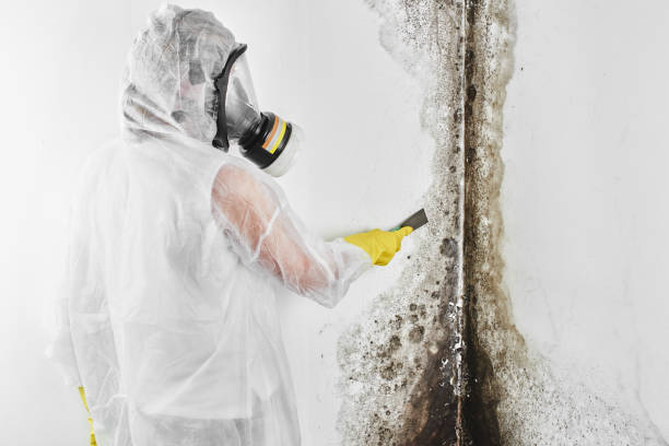 Best Residential Mold Remediation in Yorkvle, IL