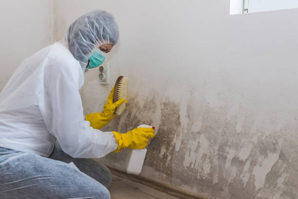Yorkville, IL Mold Remediation Company