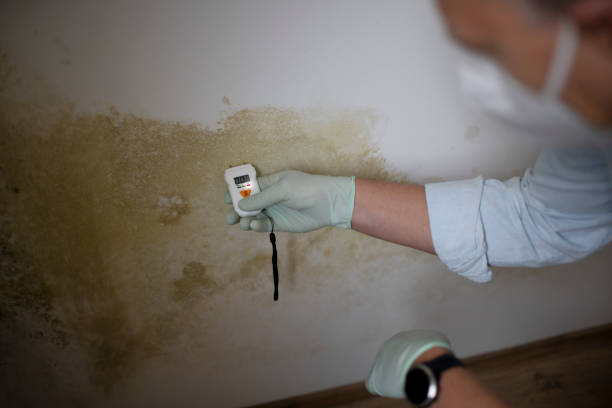 Best Mold Remediation for Specific Building Types in Yorkvle, IL