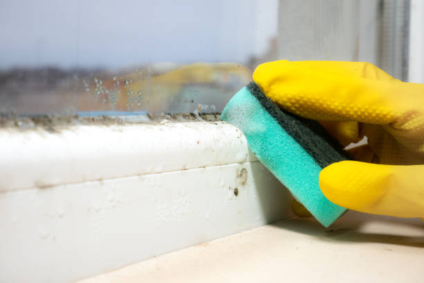 Best Commercial Mold Remediation in Yorkvle, IL