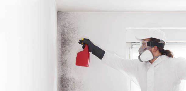 Best Black Mold Remediation in Yorkvle, IL