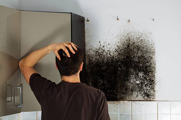 Best Emergency Mold Remediation in Yorkvle, IL