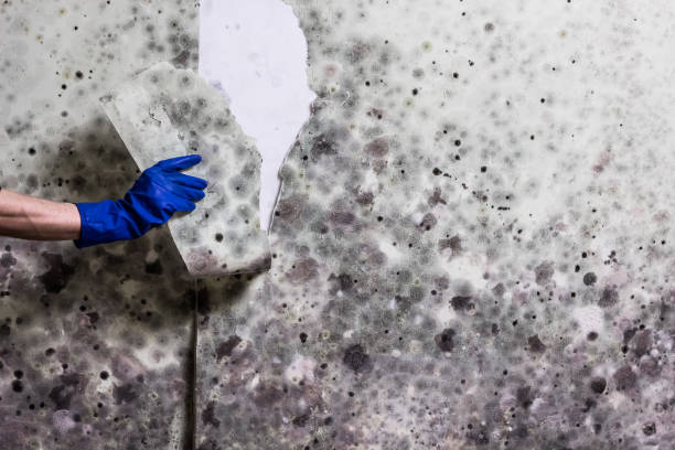 Best Mold Testing and Inspection Services in Yorkvle, IL