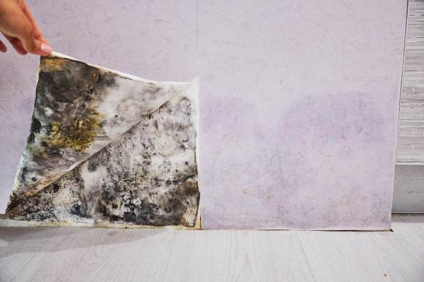 Best Residential Mold Remediation in Yorkvle, IL